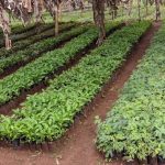 One more year, One more Tree